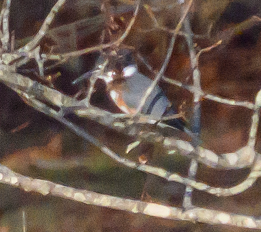Belted Kingfisher - ML612376644
