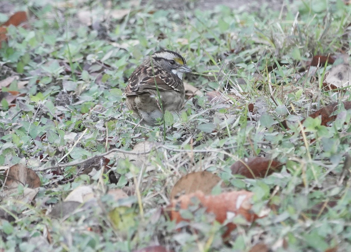 White-throated Sparrow - ML612376970