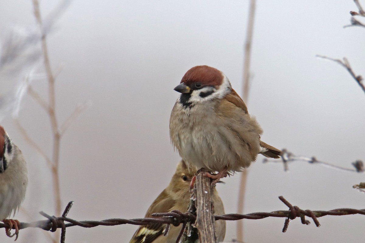 Eurasian Tree Sparrow - Joaquín Salinas