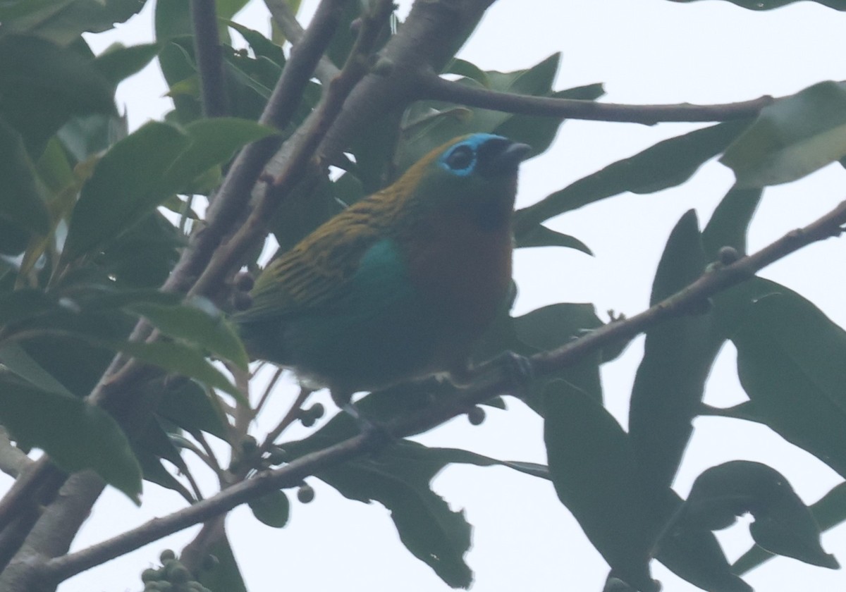 Brassy-breasted Tanager - ML612377647