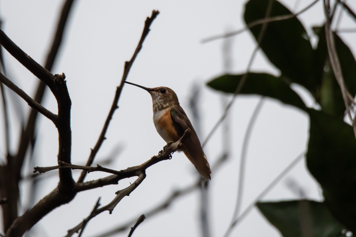 Rufous Hummingbird - Perry Doggrell