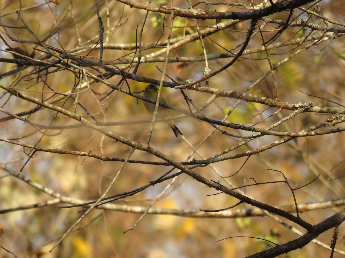 American Goldfinch - Brady Dunaway