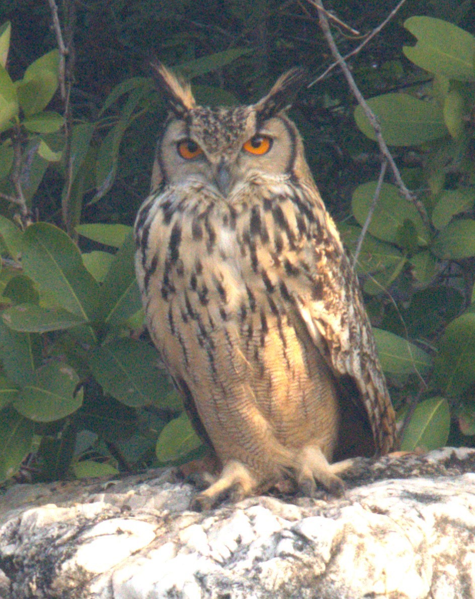 Rock Eagle-Owl - ML612378190