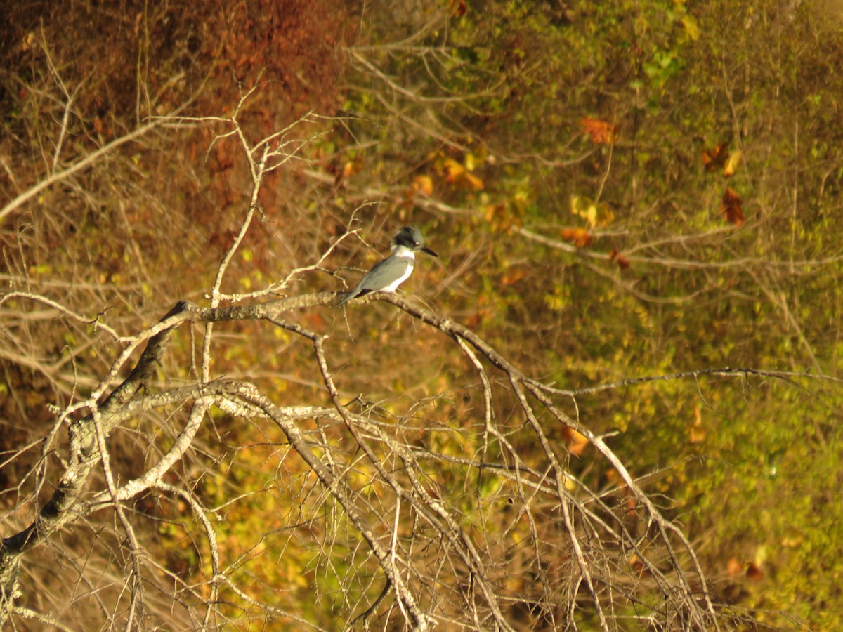 Belted Kingfisher - ML612378201