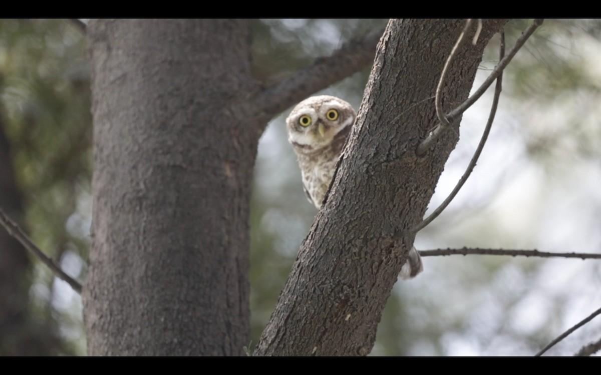 Spotted Owlet - Swami Anantanand Hari