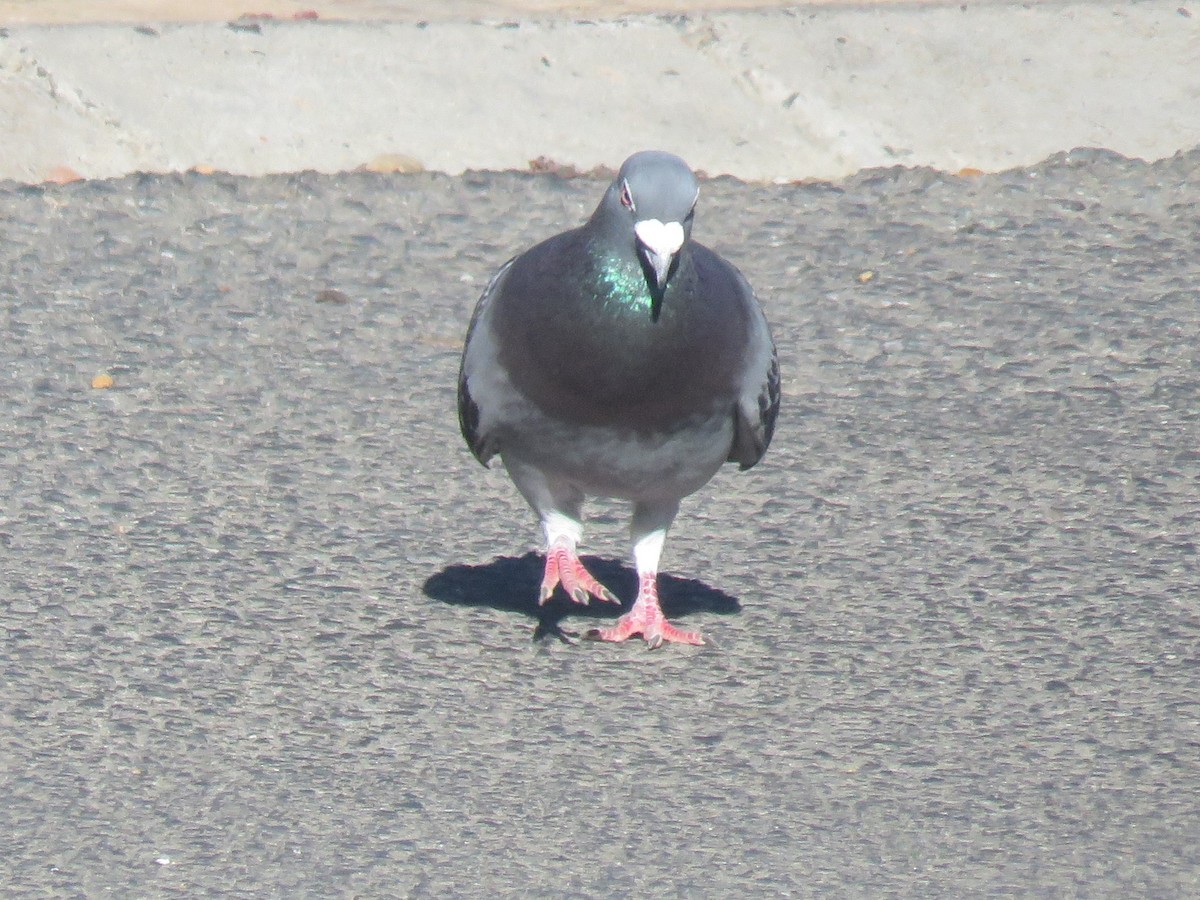 Rock Pigeon (Feral Pigeon) - ML612378621