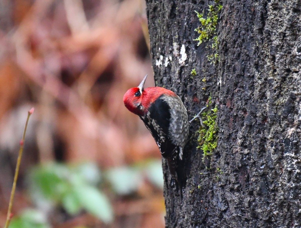 Red-breasted Sapsucker - ML612378669