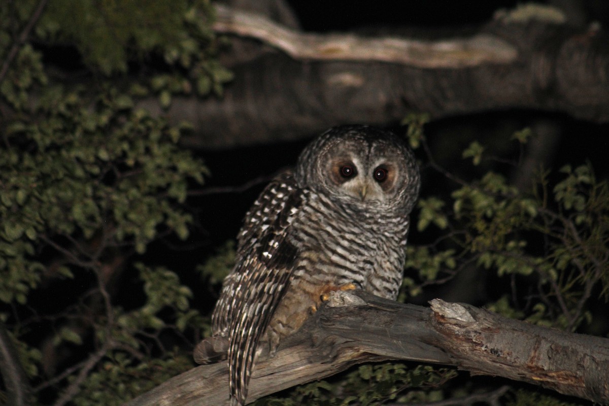 Rufous-legged Owl - ML612378930
