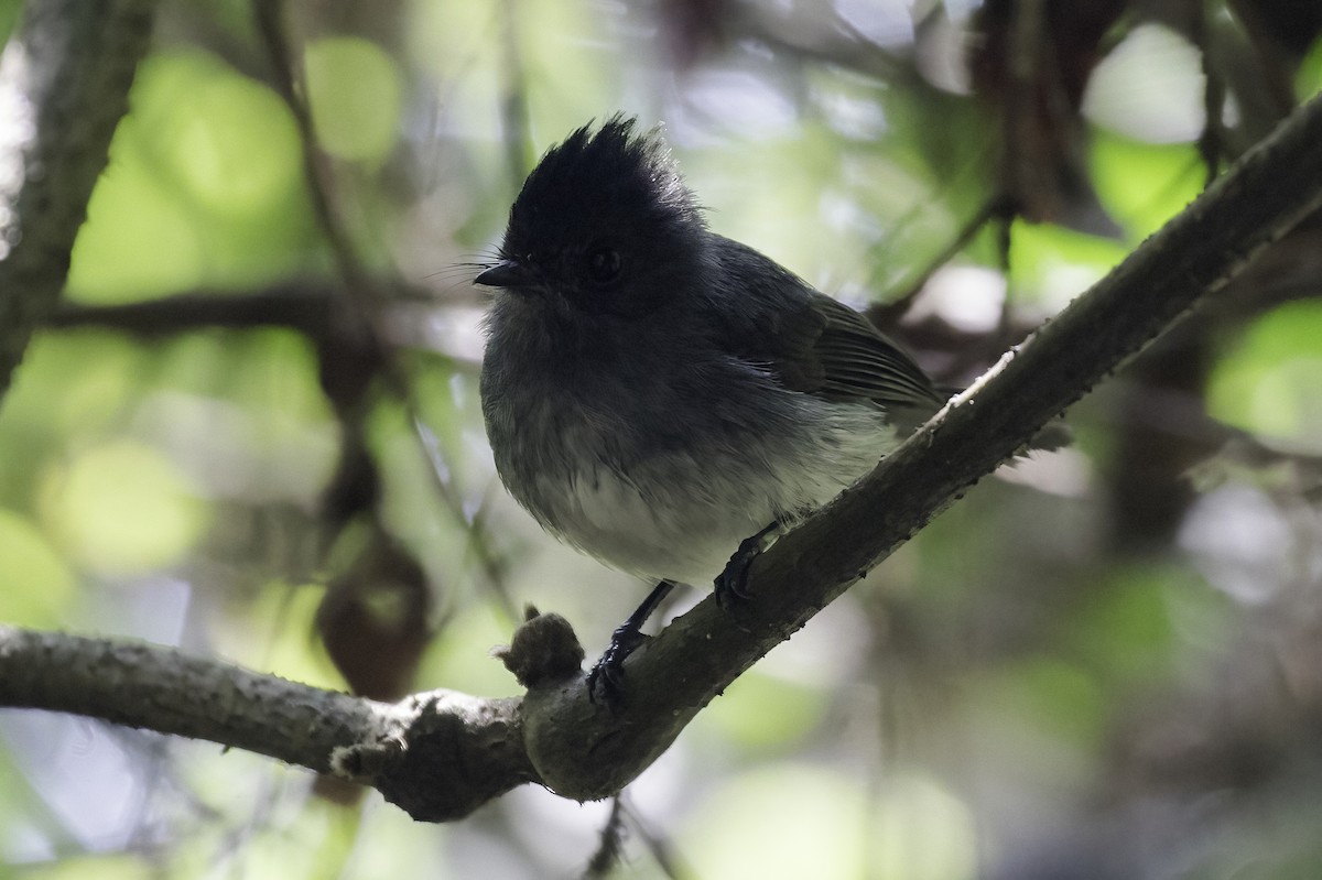 White-bellied Crested Flycatcher - ML612379083