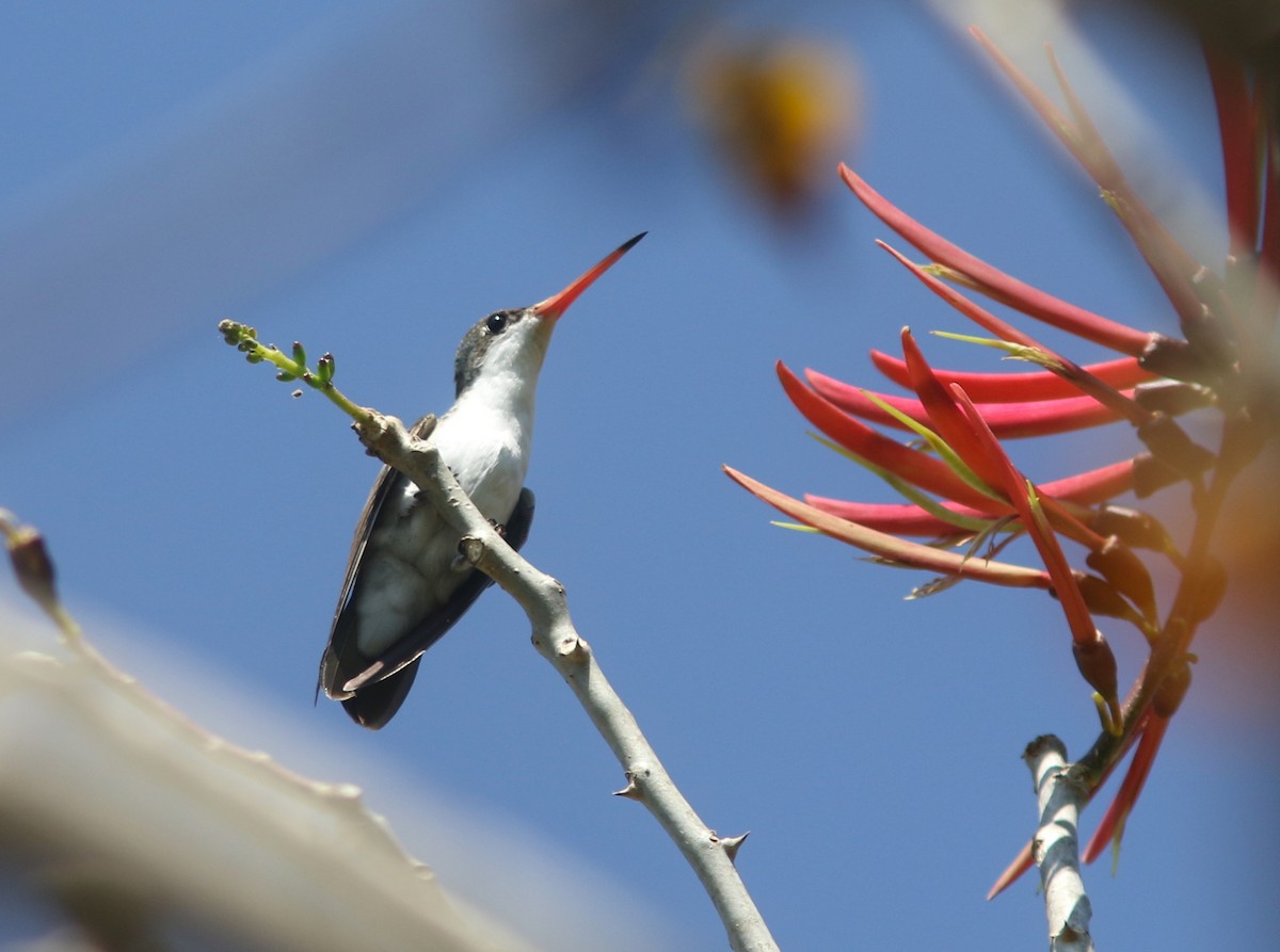 Green-fronted Hummingbird (Green-fronted) - ML612379704