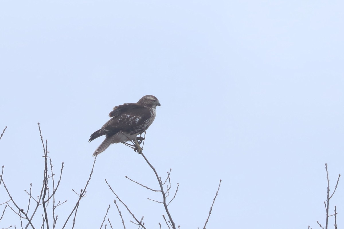 Red-tailed Hawk - ML612379769