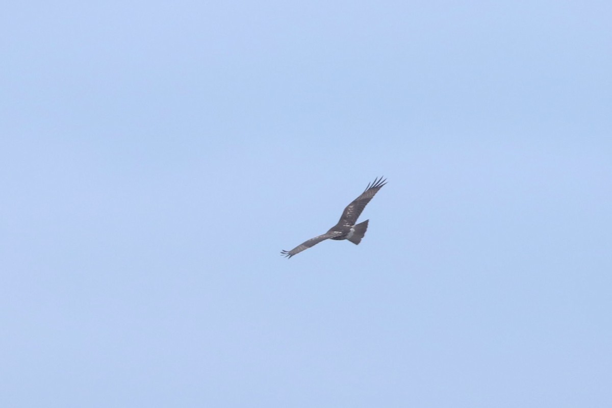 Red-tailed Hawk - ML612379770