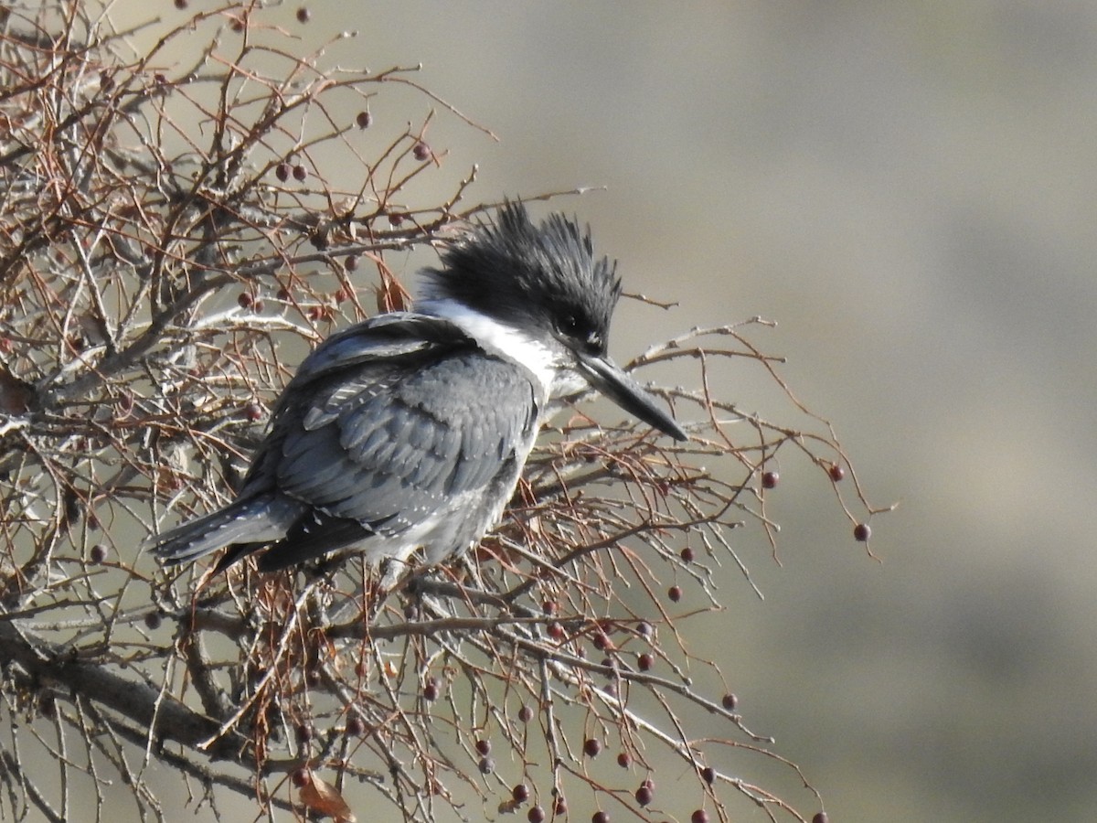 Belted Kingfisher - ML612379998