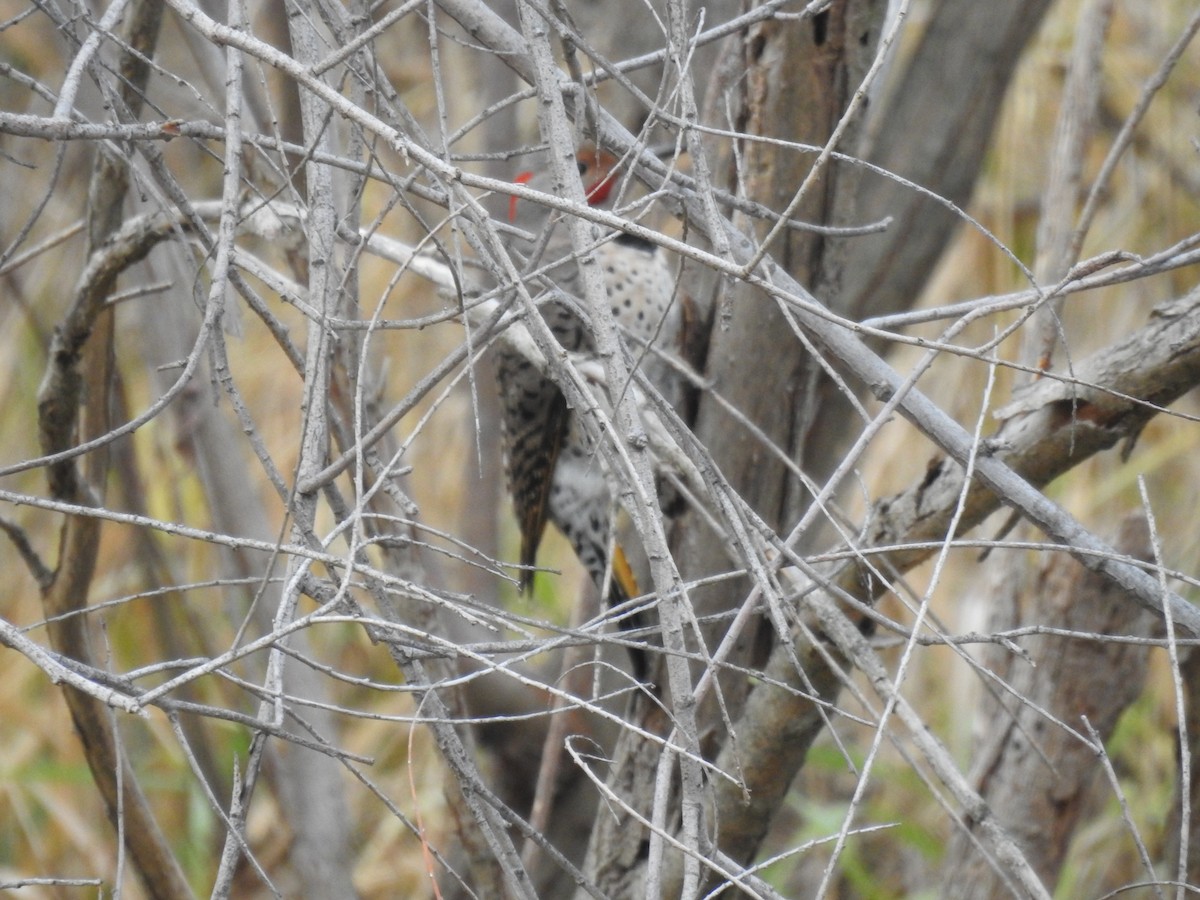 Northern Flicker (Yellow-shafted x Red-shafted) - ML612380015