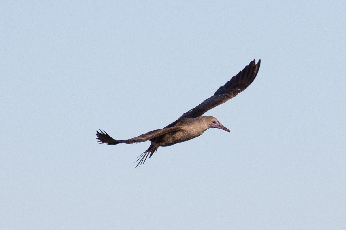Red-footed Booby - ML612380093