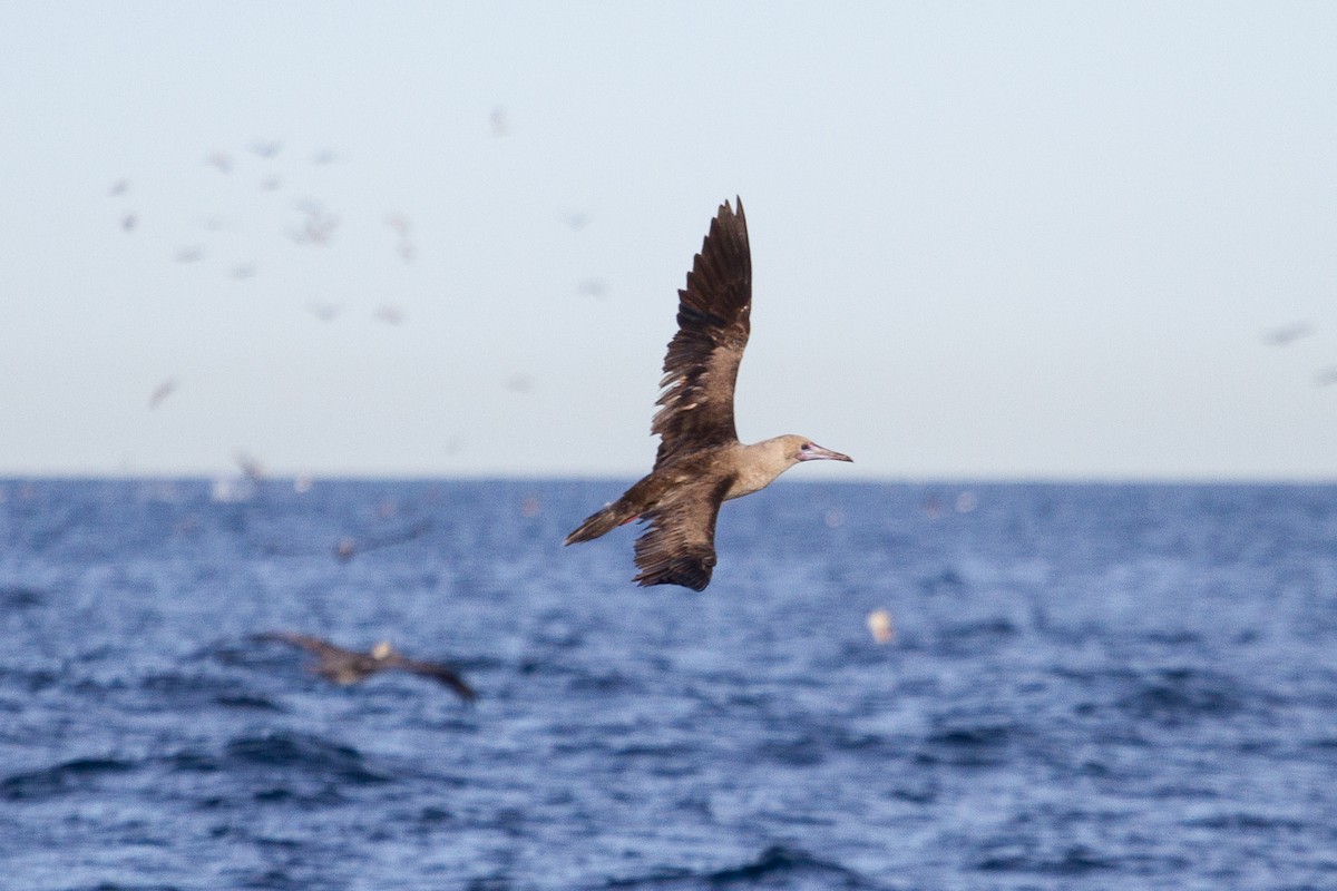 Red-footed Booby - ML612380094