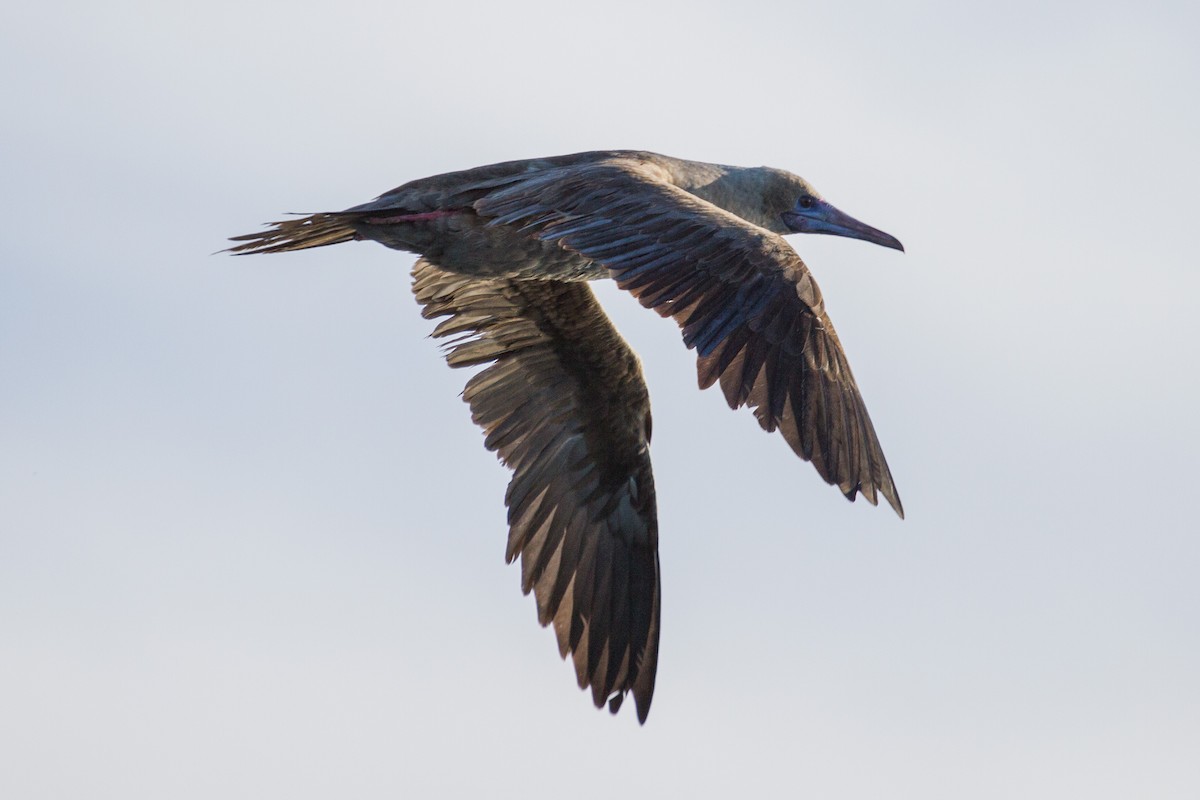 Red-footed Booby - ML612380096