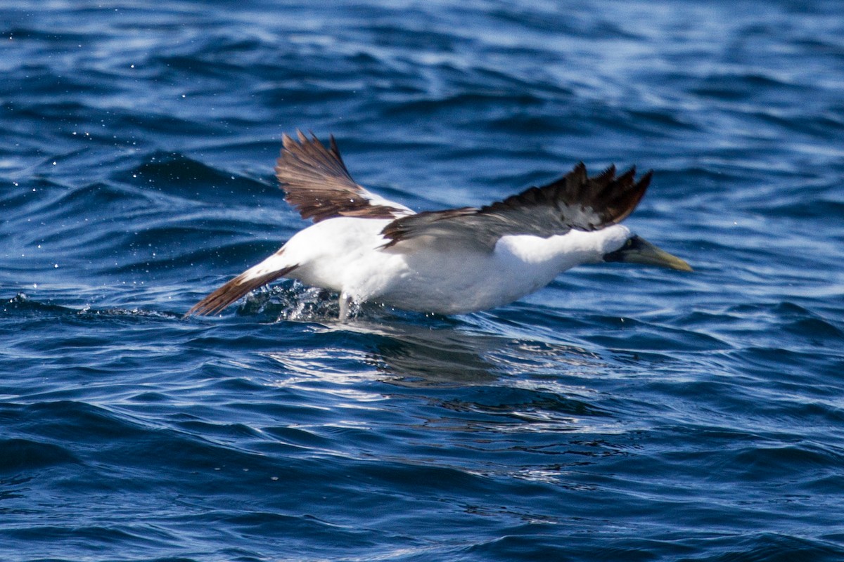 Masked Booby - ML612380207