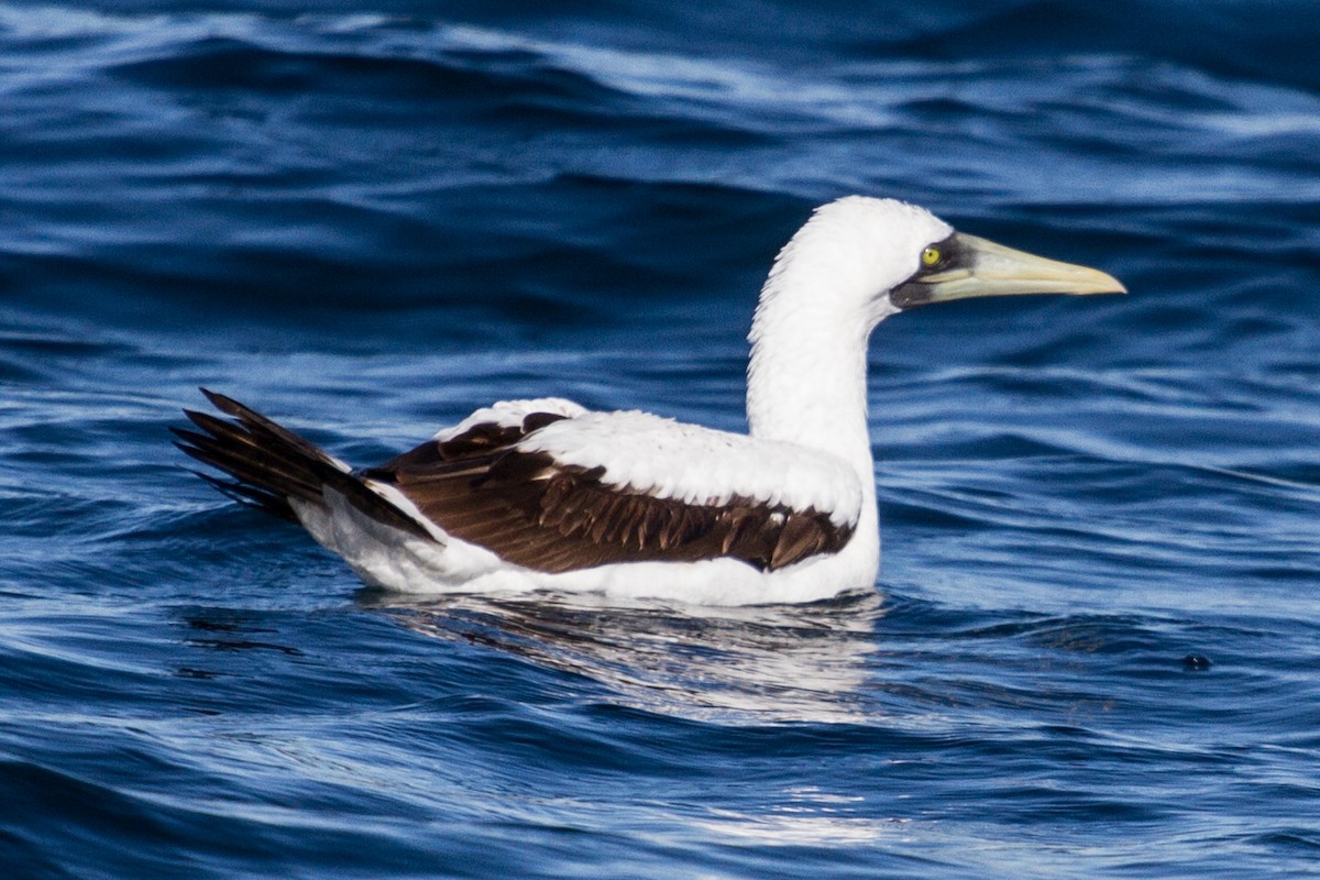 Masked Booby - ML612380210