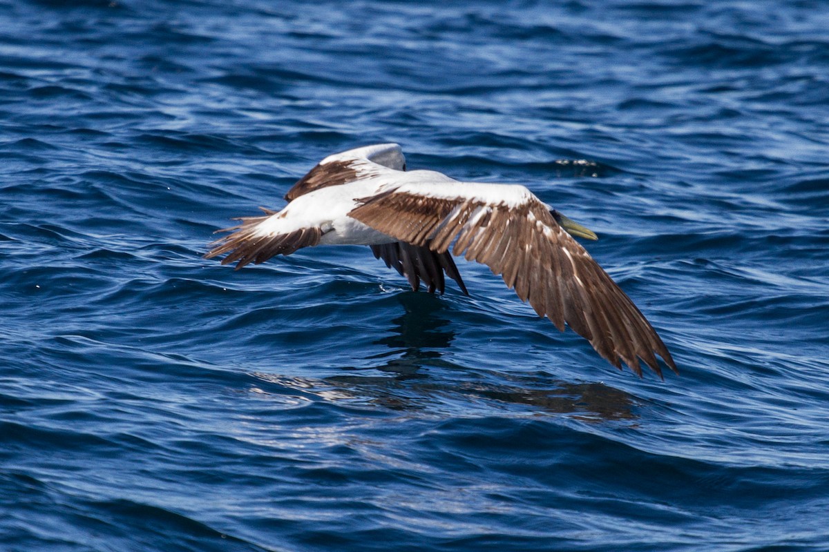 Masked Booby - ML612380211