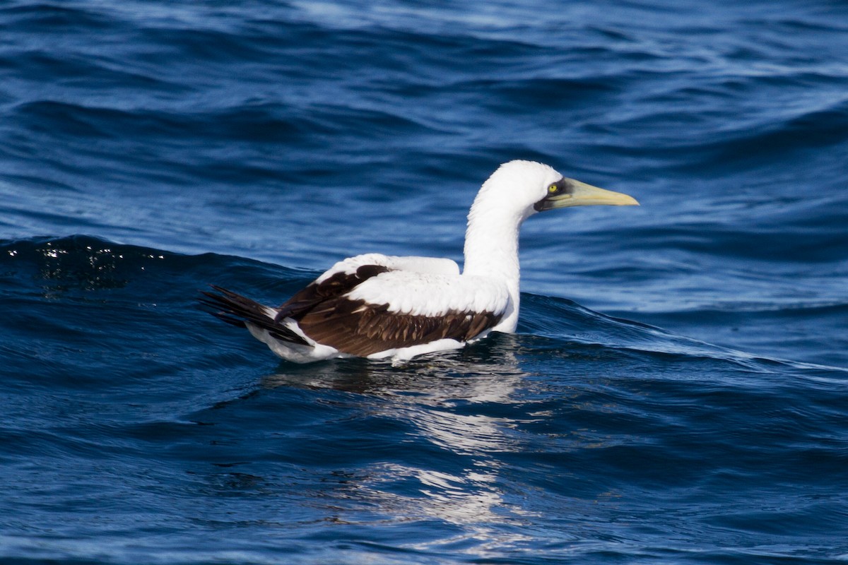 Masked Booby - ML612380212