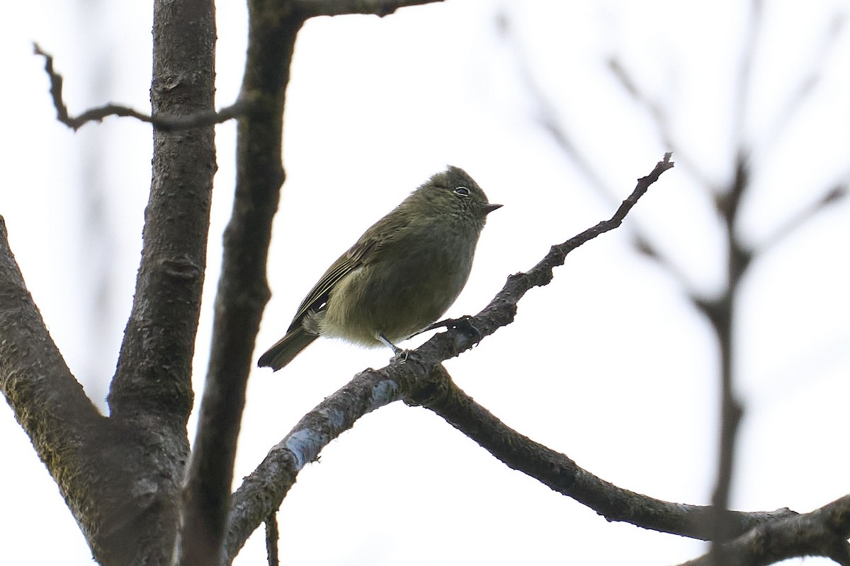 Yellow-browed Tit - ML612380270