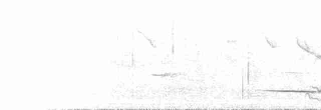 Striped Honeyeater - ML612380371