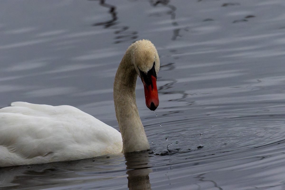 New York Breeding Bird Atlas Checklist - 17 Dec 2023 - Rockland Lake SP