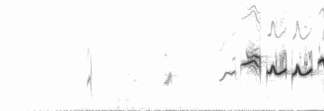 Séricorne timide - ML612380408