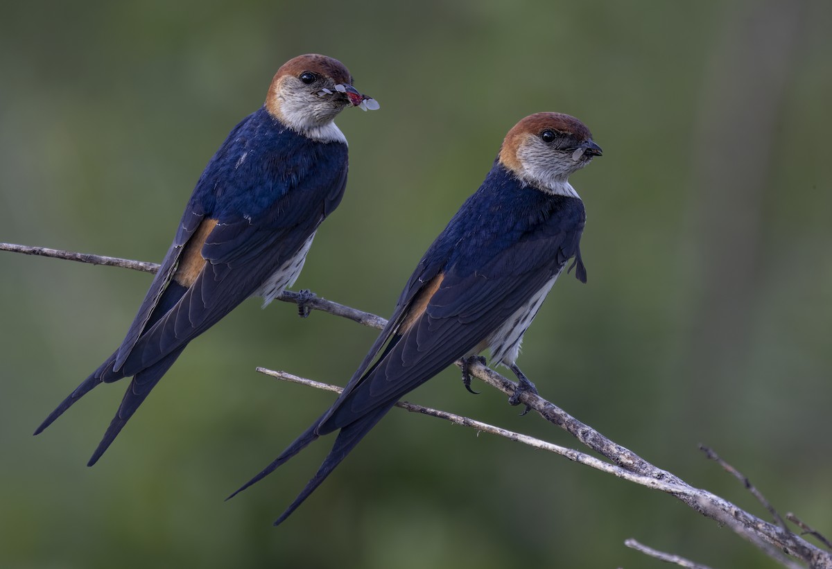 Greater Striped Swallow - ML612380443