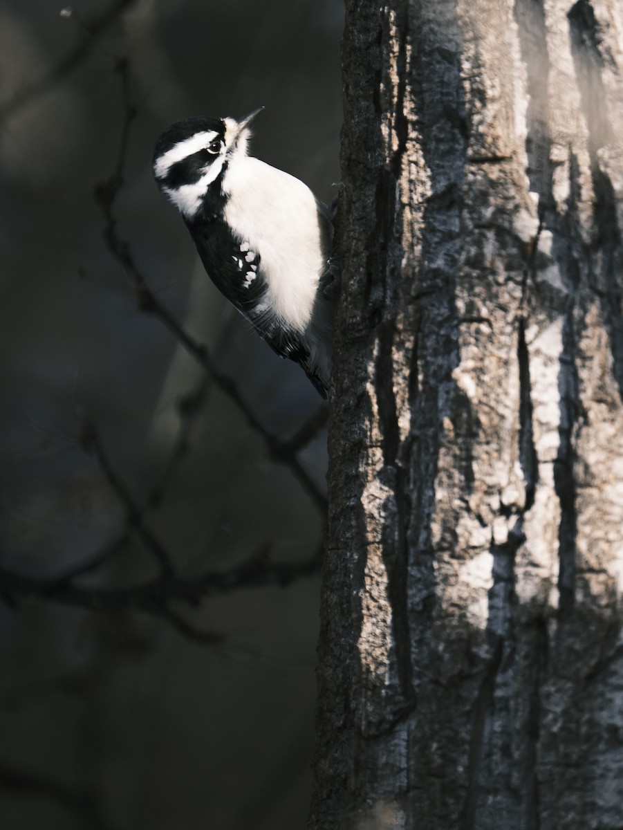 Downy Woodpecker - Matt Wallace