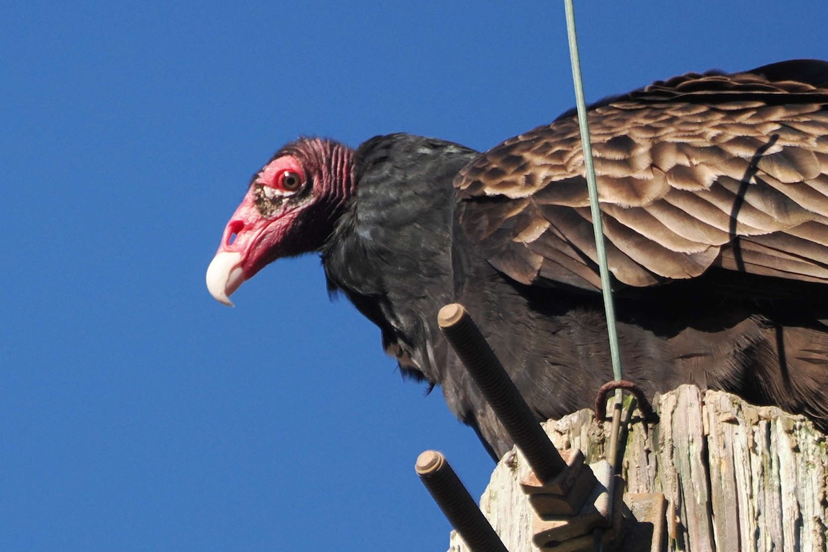 Turkey Vulture - ML612381006