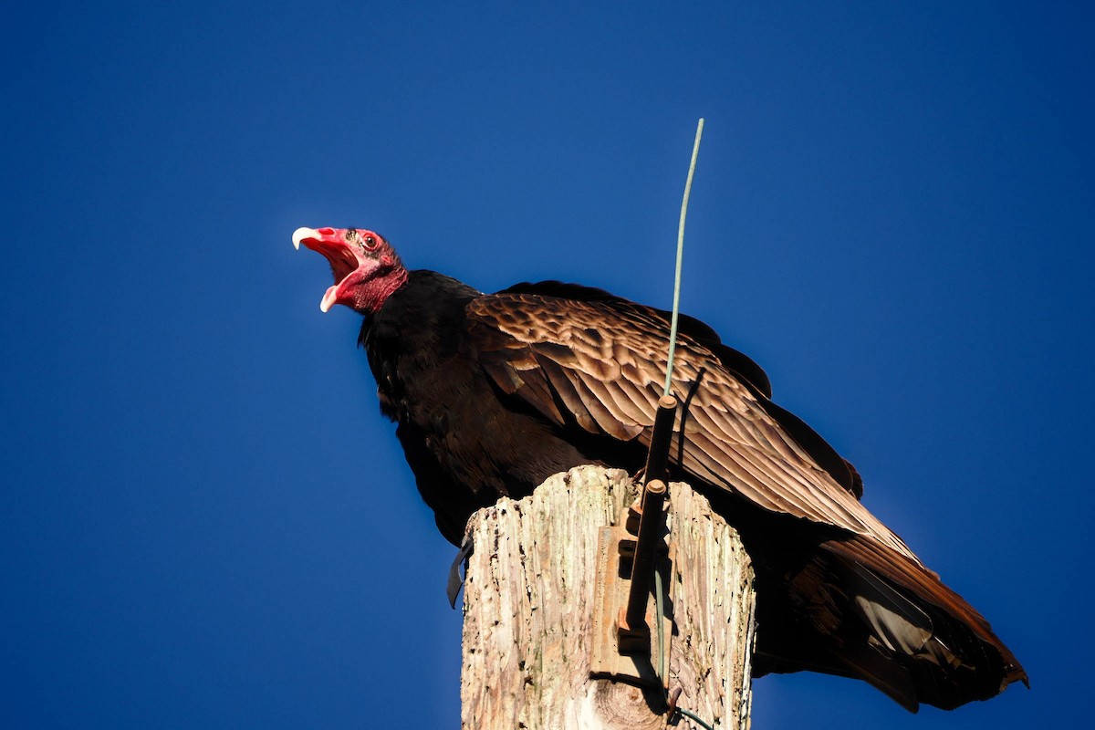Turkey Vulture - steve b