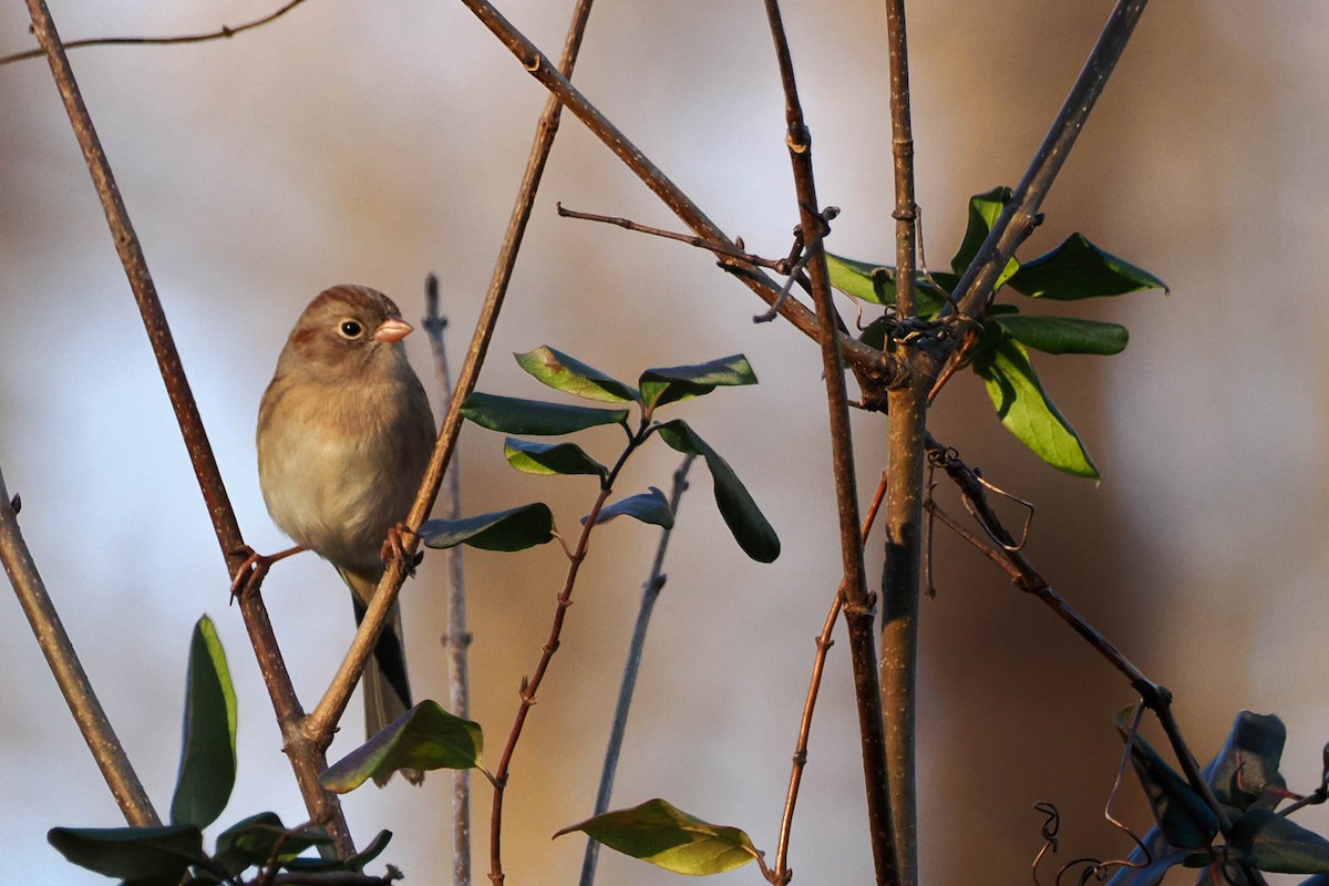 Field Sparrow - steve b