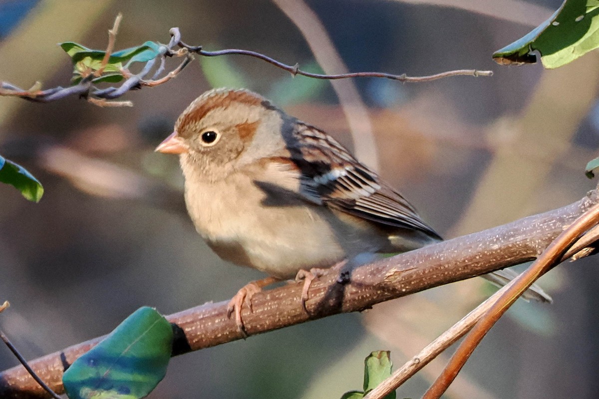 Field Sparrow - ML612381017