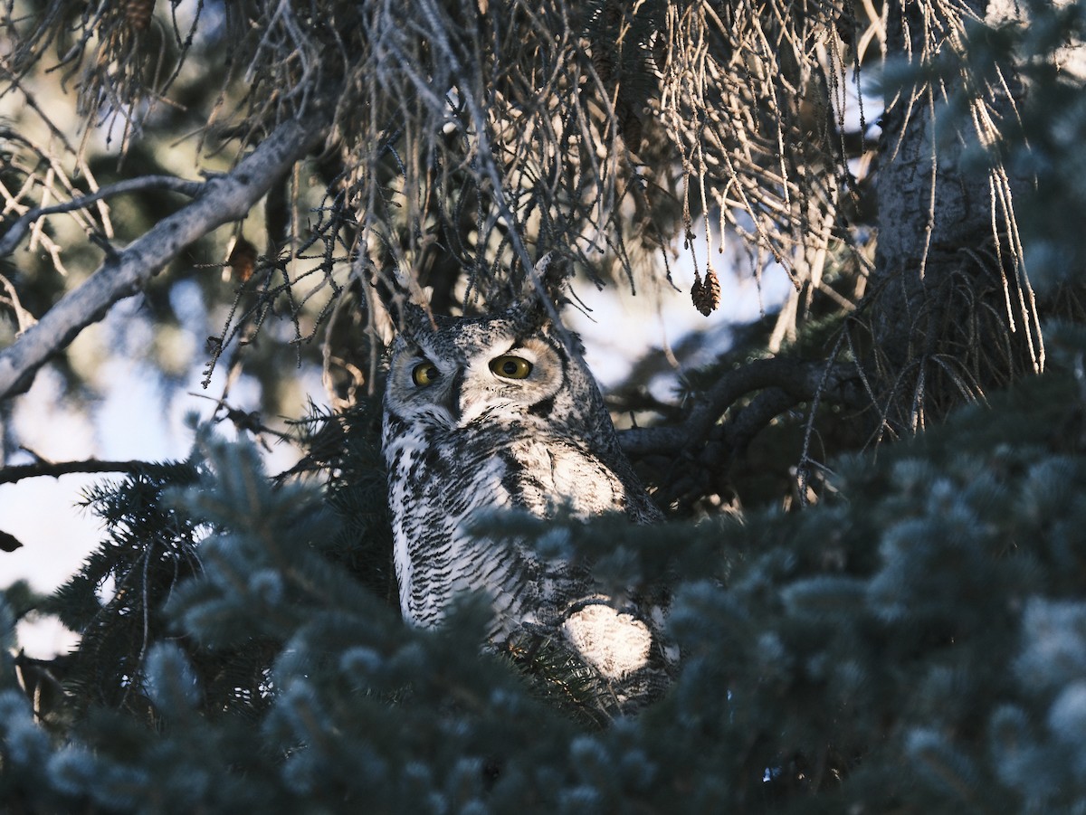 Great Horned Owl - Matt Wallace