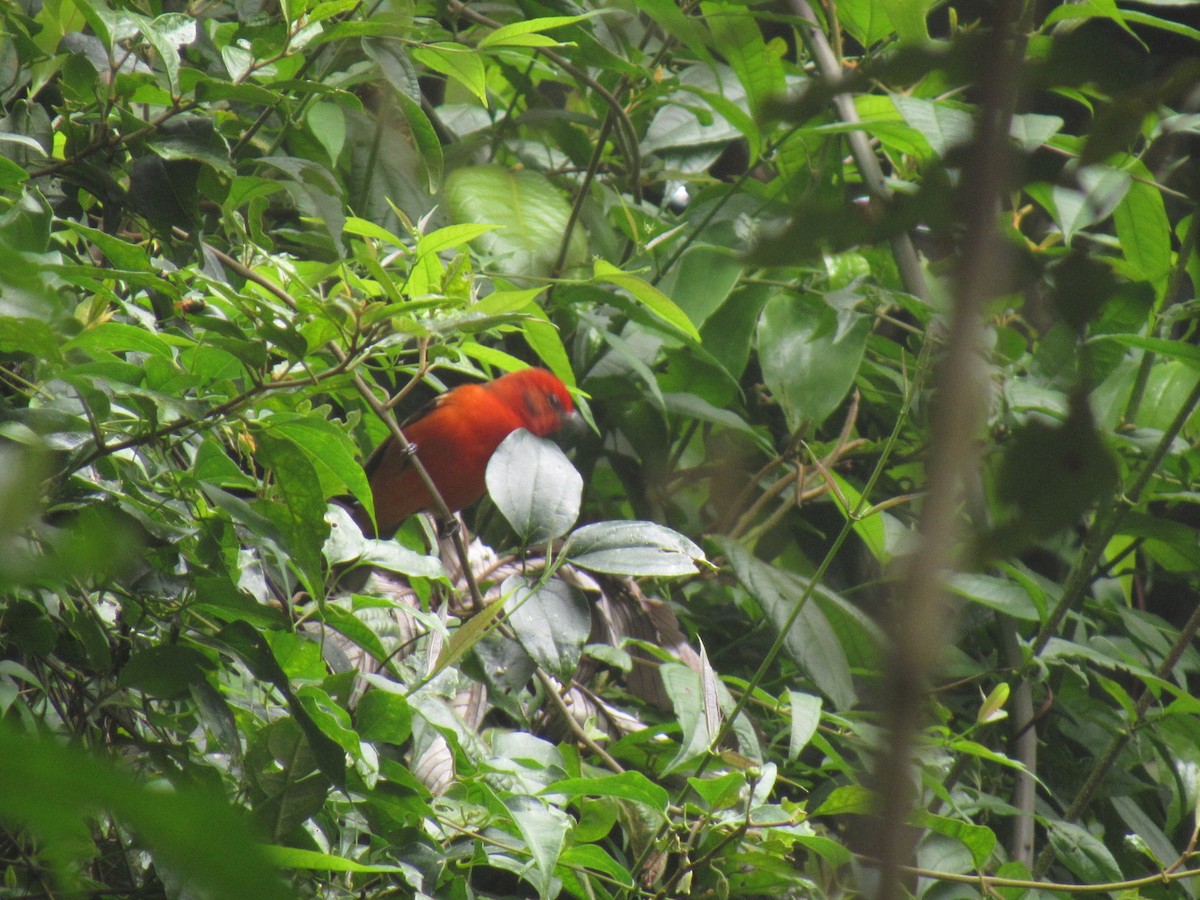 Flame-colored Tanager - ML612381253