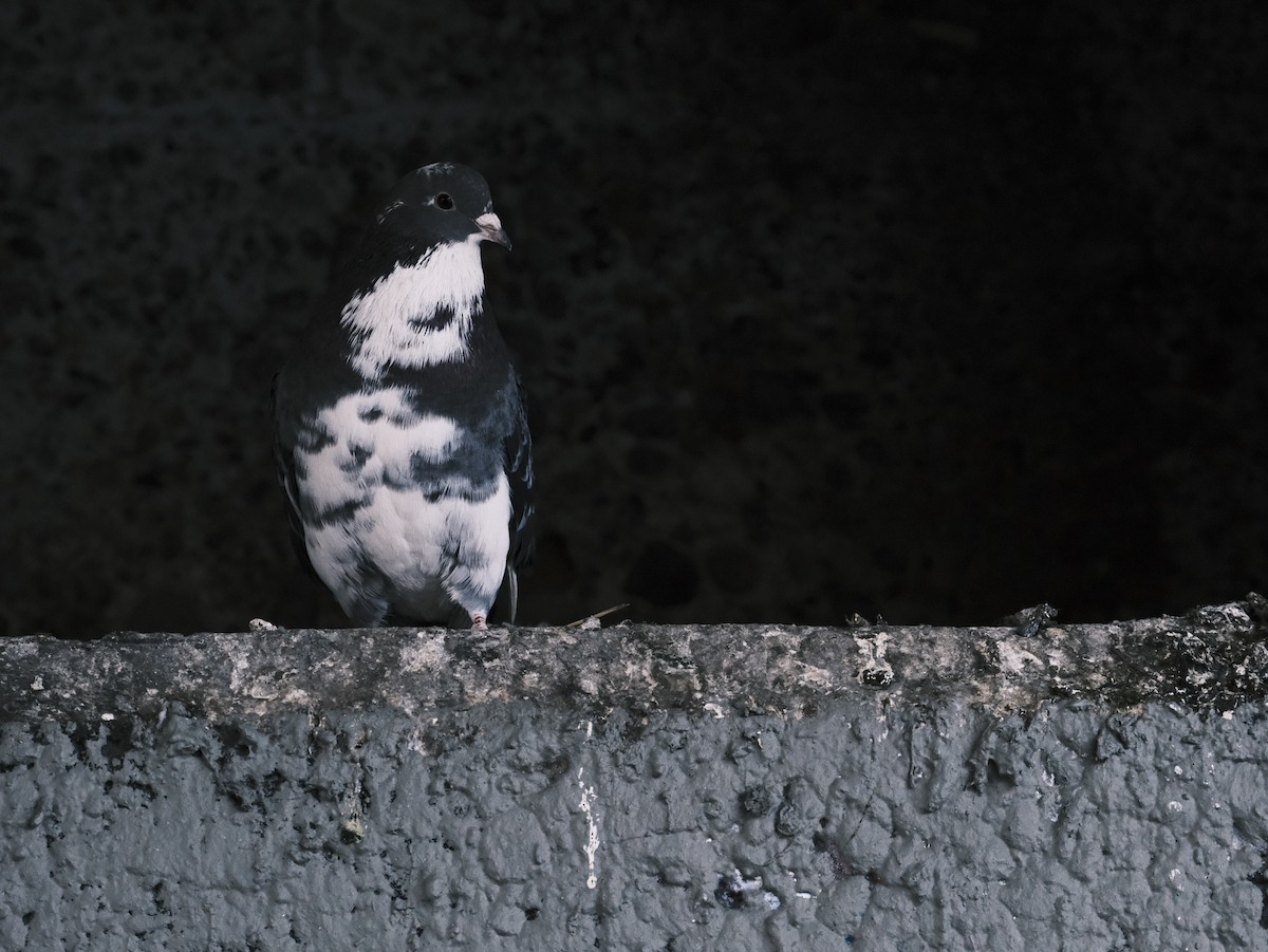 Rock Pigeon (Feral Pigeon) - ML612381258