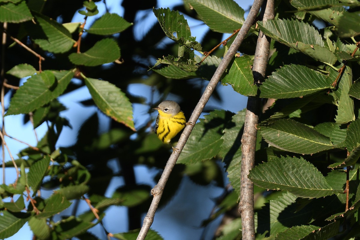 Magnolia Warbler - ML612381451
