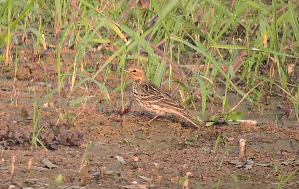 Red-throated Pipit - ML612381511
