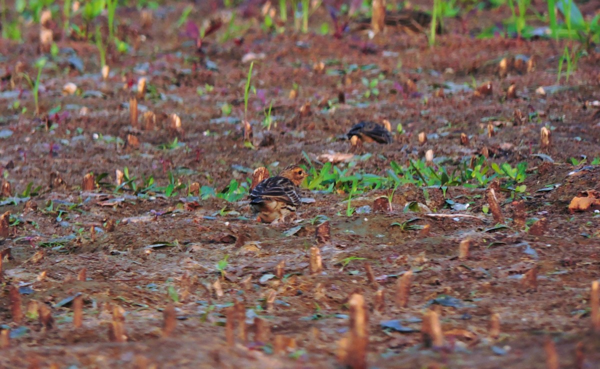 Red-throated Pipit - ML612381513
