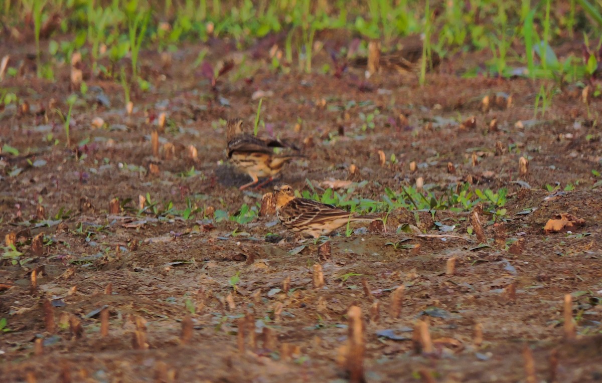 Red-throated Pipit - ML612381515