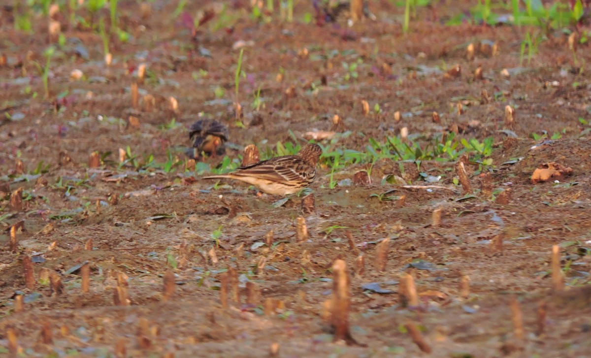 Red-throated Pipit - ML612381534
