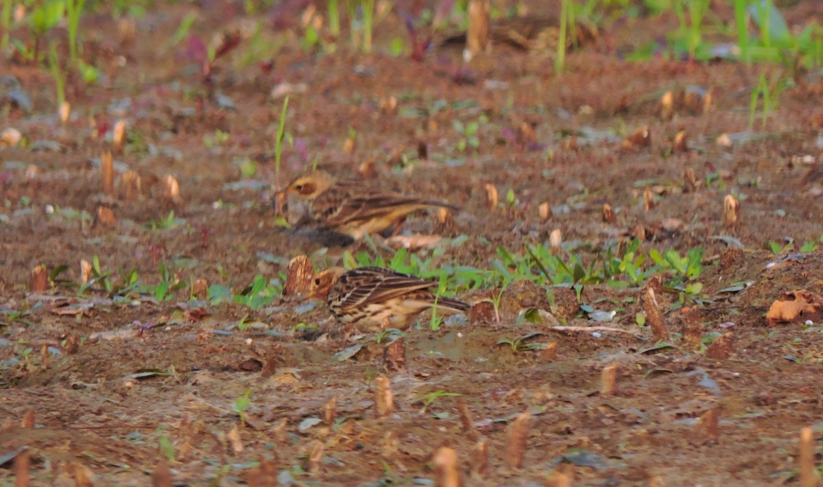 Red-throated Pipit - ML612381548
