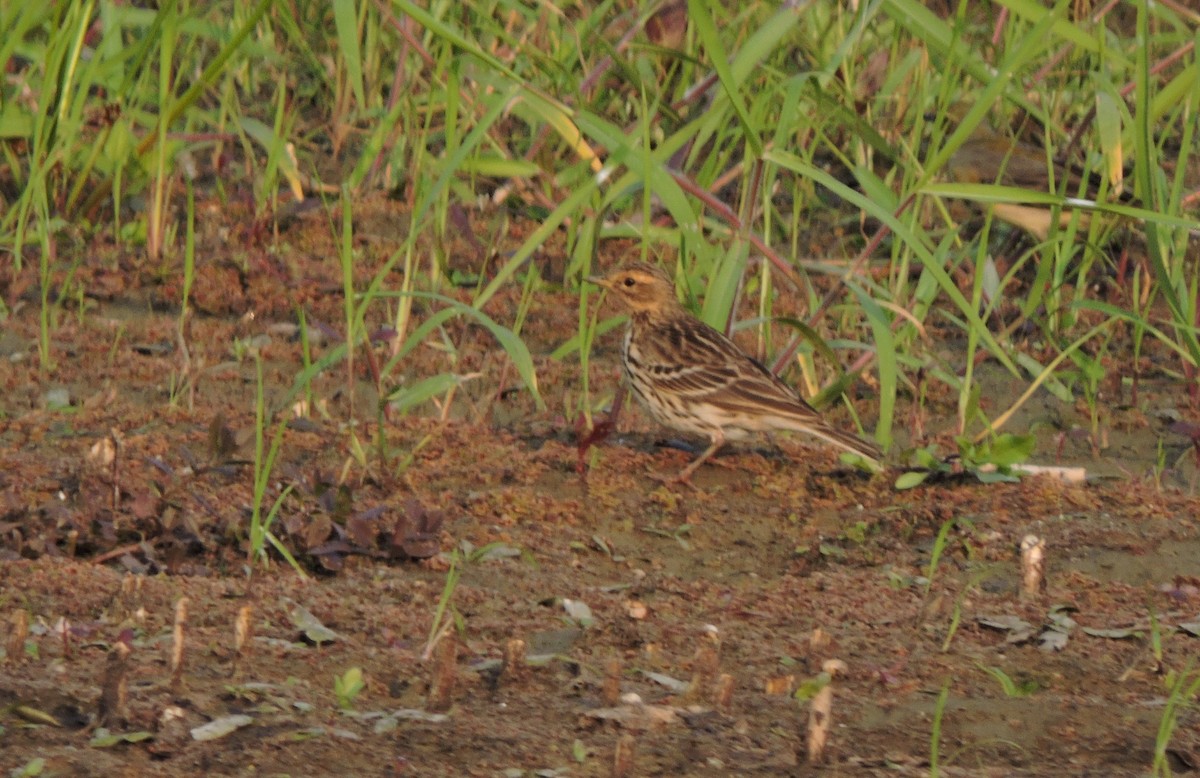 Red-throated Pipit - ML612381648