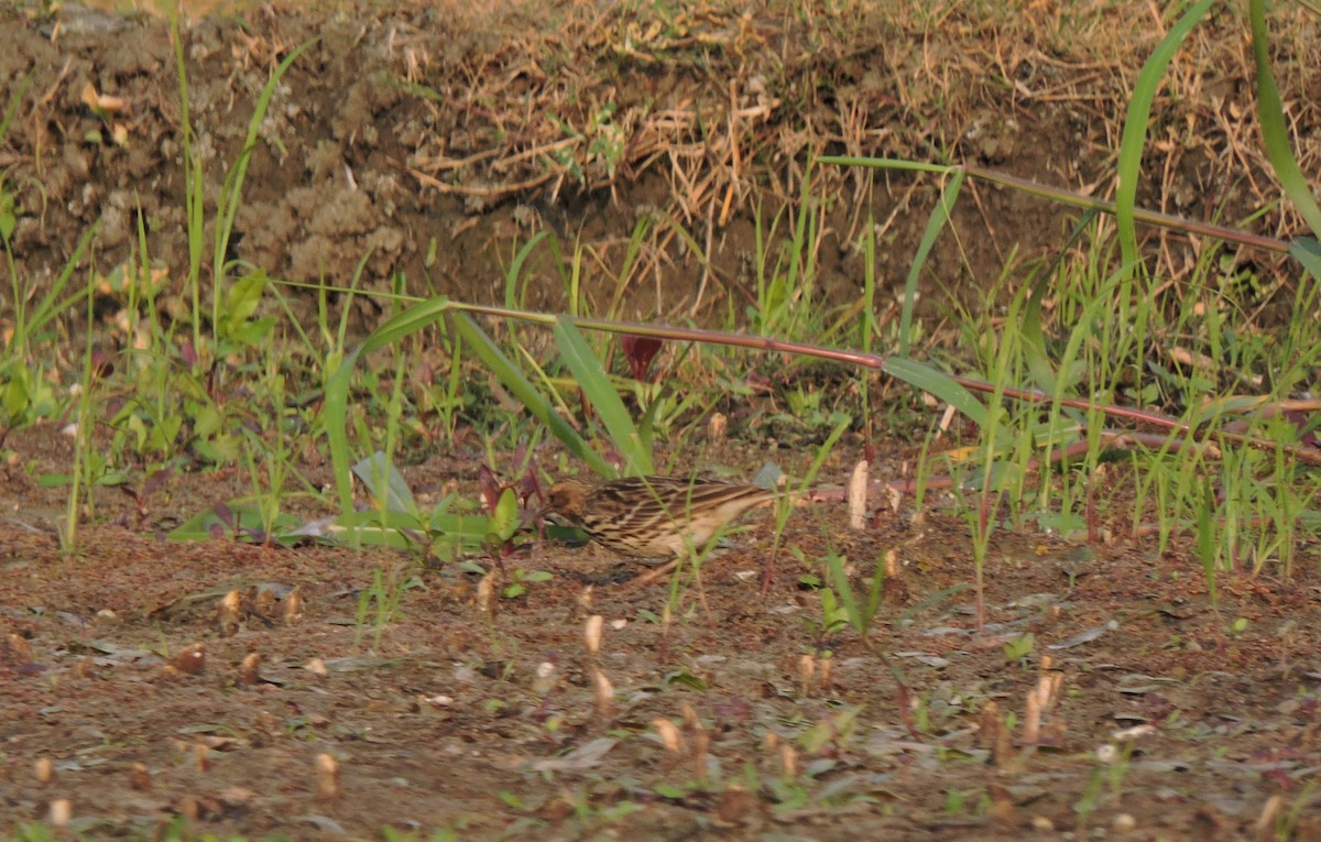 Red-throated Pipit - ML612381664