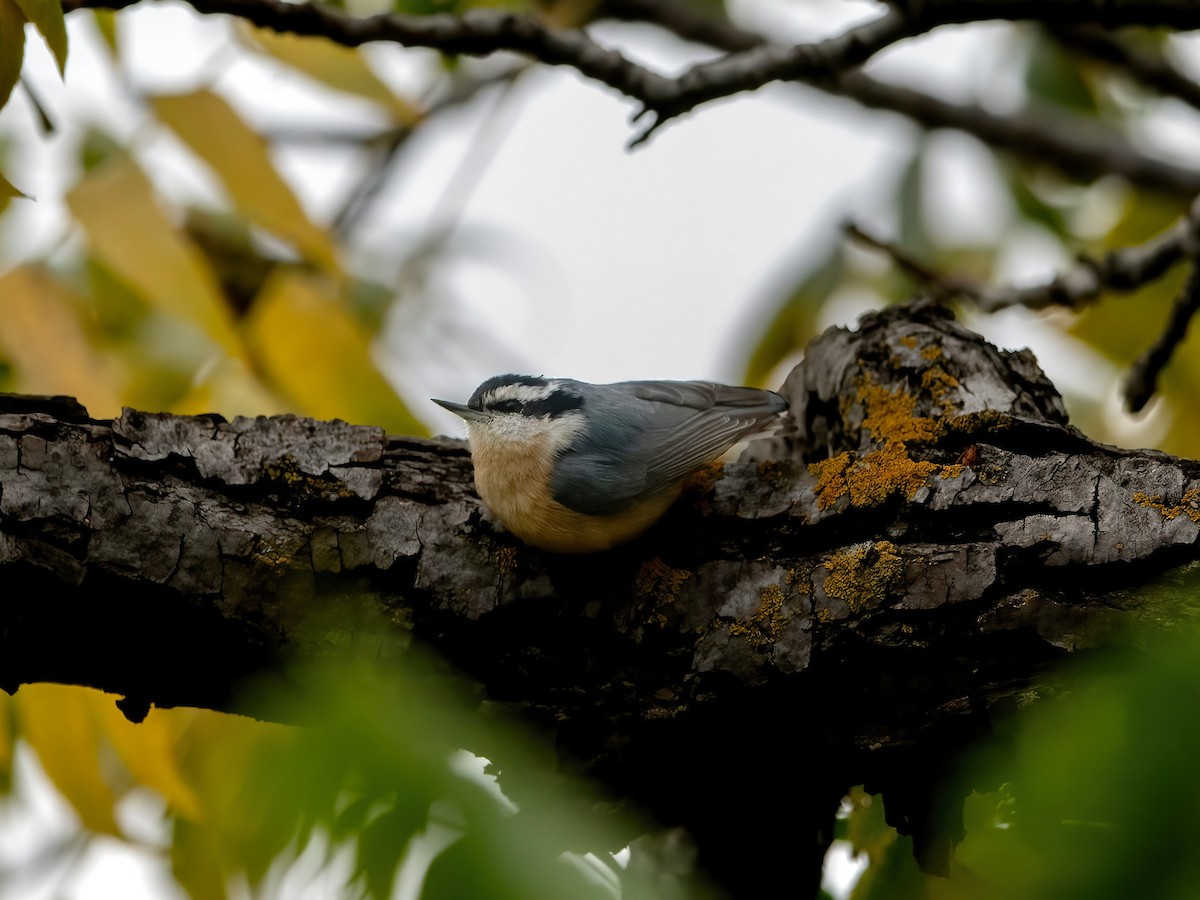 Red-breasted Nuthatch - ML612381711