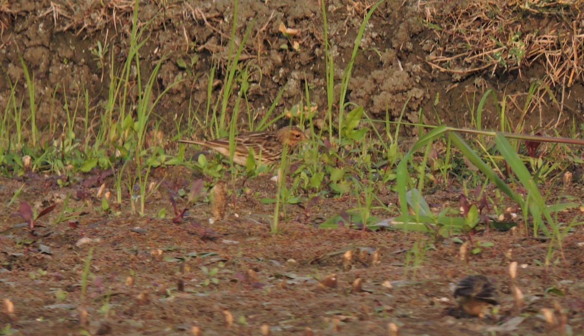 Red-throated Pipit - ML612381712