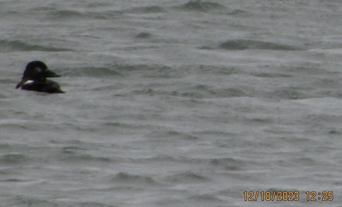 Mass Audubon eBird Checklist 18 Dec 2023 Au Sable River Breakwall 10 species