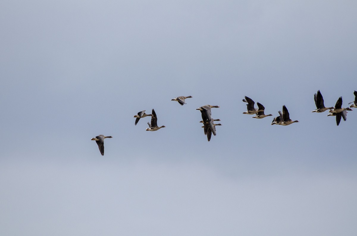 Lesser White-fronted Goose - ML612382347